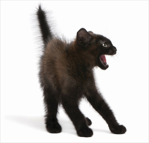 השיער הסמור של חתול המאוים על ידי כלב, יחד עם הקשתה של הגב ועמידה אלכסונית, גורמים לחתול להיראות גדול יותר  (צילום: Shutterstock)