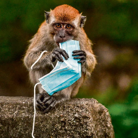 קוף מקאו לועס מסכה | צילום: איי-אף-פי