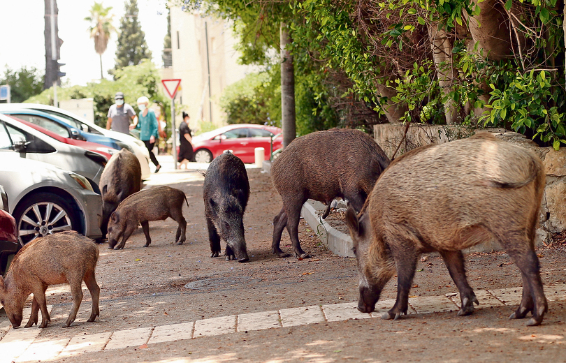 "תעשה גוגל, כלבים תוקפים בני אדם הרבה יותר מחזירים". רחובות חיפה | צילום: אלעד גרשגורן