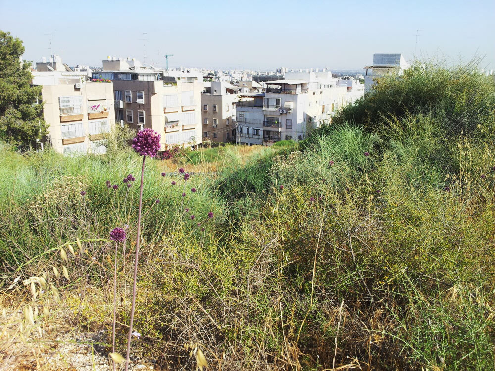 על האינטרסים האקולוגיים והחברתיים יגברו, ככל הנראה, שיקולים כלכליים (צילום: דב גרינבלט, החברה להגנת הטבע) על האינטרסים האקולוגיים והחברתיים יגברו, ככל הנראה, שיקולים כלכליים