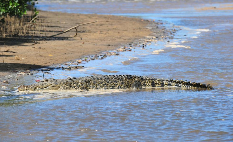 Sea crocodile