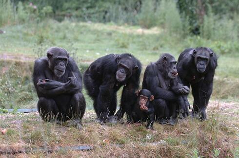 משפחת שימפנזים (צילום: shutterstock)