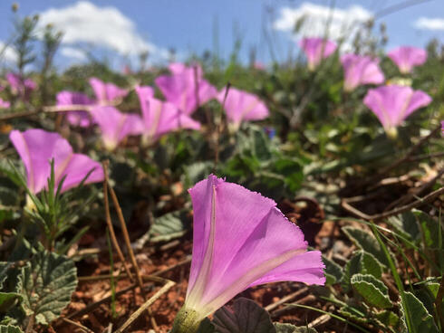 צילום: גלעד כרמלי צילום: גלעד כרמלי