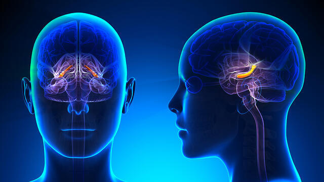 צילום: Shutterstock צילום: Shutterstock