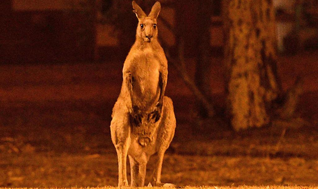 A kangaroo stands at a field illuminated by wildfires in Australia  (Photo: AFP)