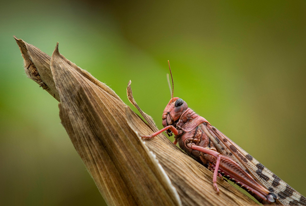 Locust Swarm Kenya East Africa