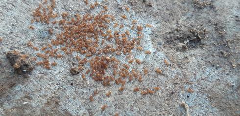 Огненные муравьи. Фото: Шарон Таль, министерство экологии