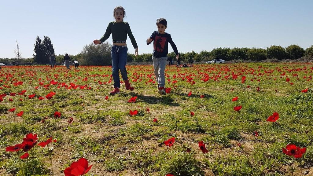 Children running through the anemone fields in southern Israel  ()
