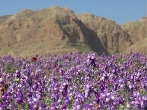 Цветение у Мертвого моря. Фото: Авнер Ринот, Организация защиты природы