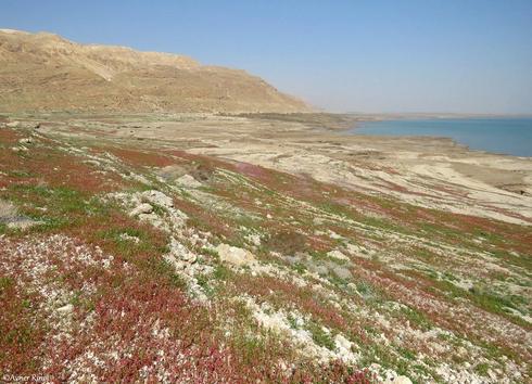 Цветение у Мертвого моря. Фото: Авнер Ринот, Организация защиты природы