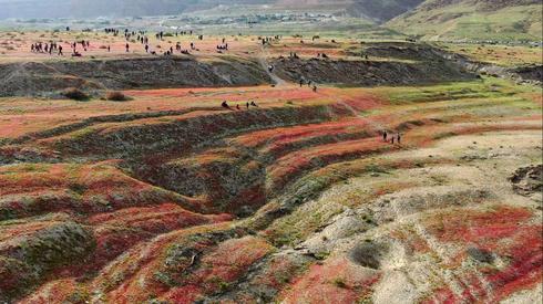 Цветение у Мертвого моря. Фото: Амир Алони, Управление национальных парков и заповедников