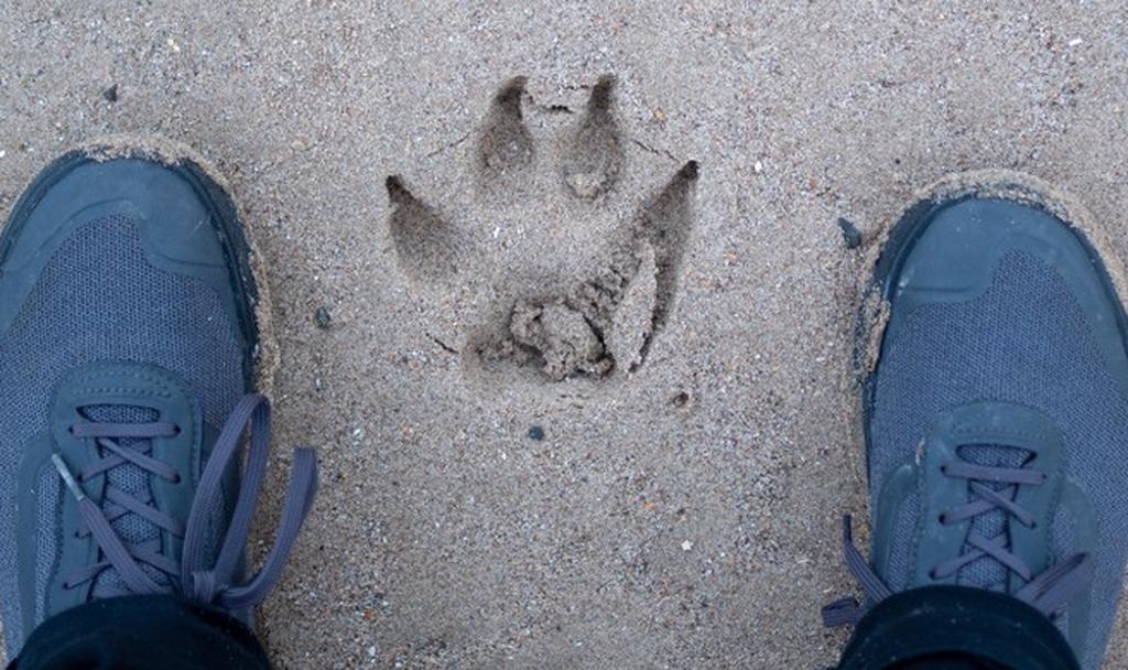 След лапы на песке - и сразу всплывает в памяти образ любимой собаки. Фото: shutterstock