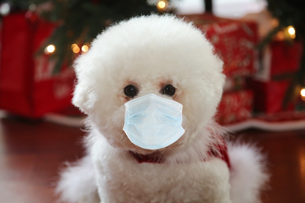 Собака с маской для защиты от коронавируса. Фото: shutterstock
