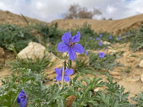 Цветы в Борот-Лоц. Фото: Гилад Кармели