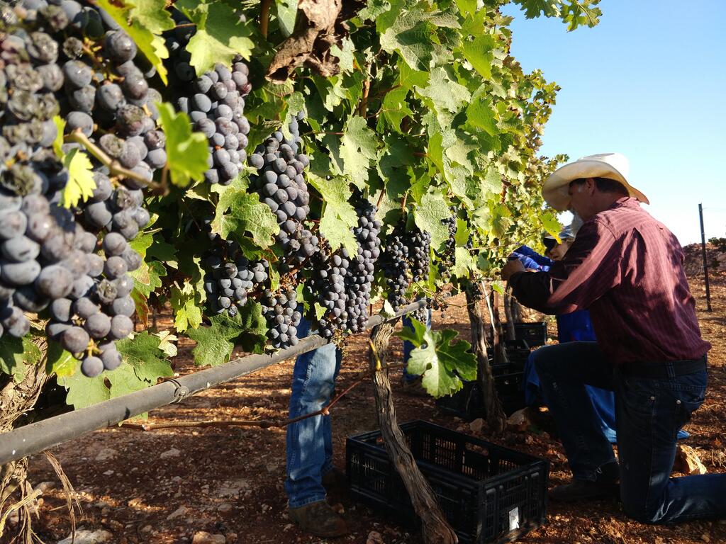 winery winery