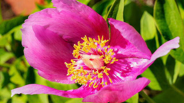 צילום: Shutterstock צילום: Shutterstock