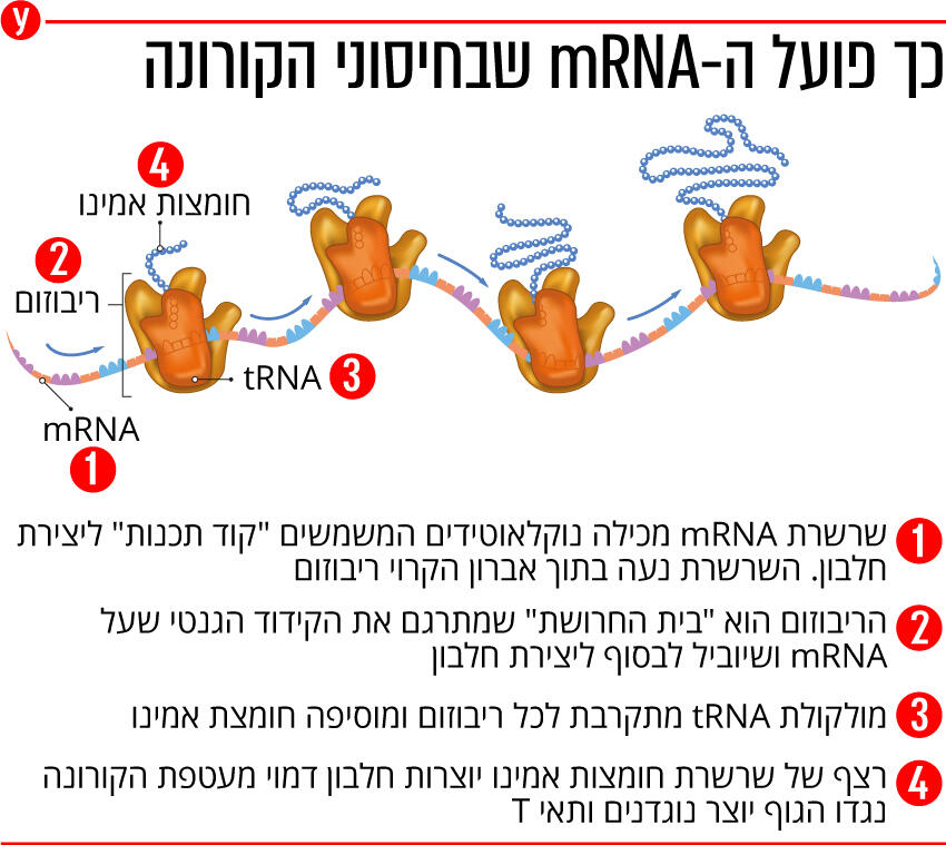 This is how the Mrna sturdy works