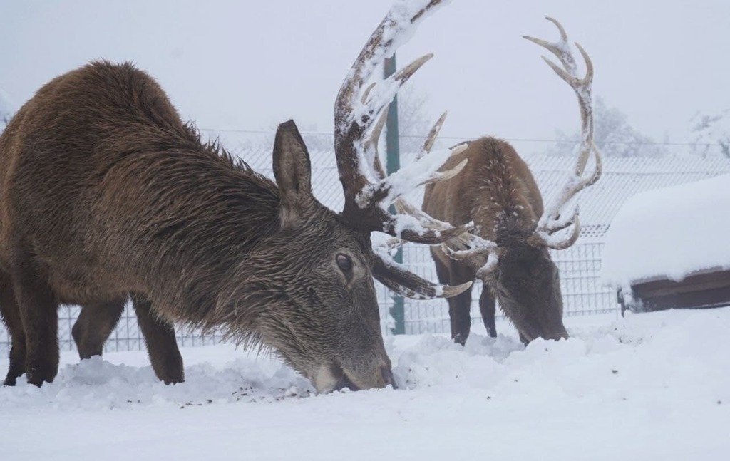 The elk forest