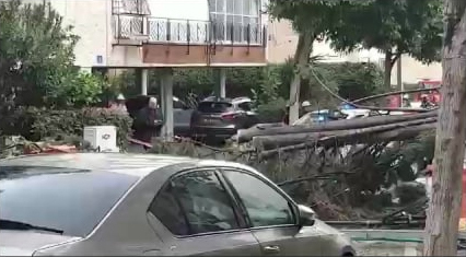 Removal of the tree that fell on a vehicle in Rishon Lezion