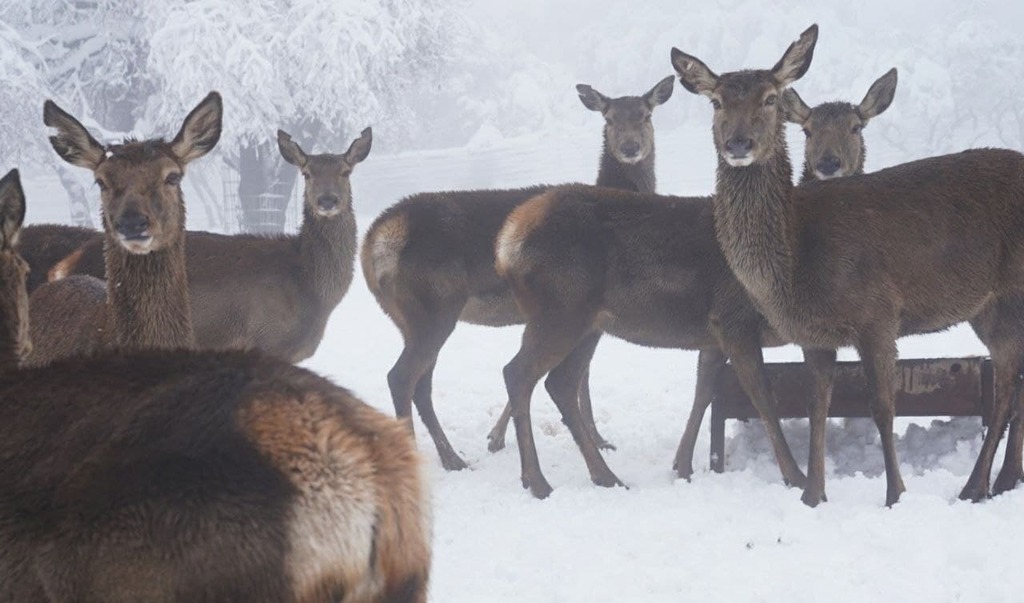 The elk forest
