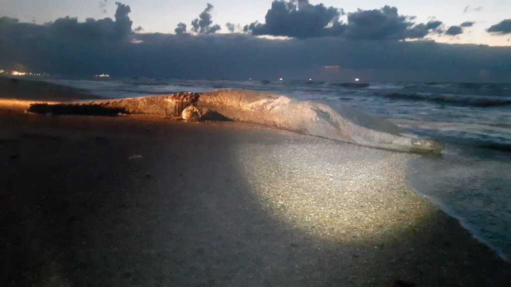 It is estimated that this is a puppy of a common whale