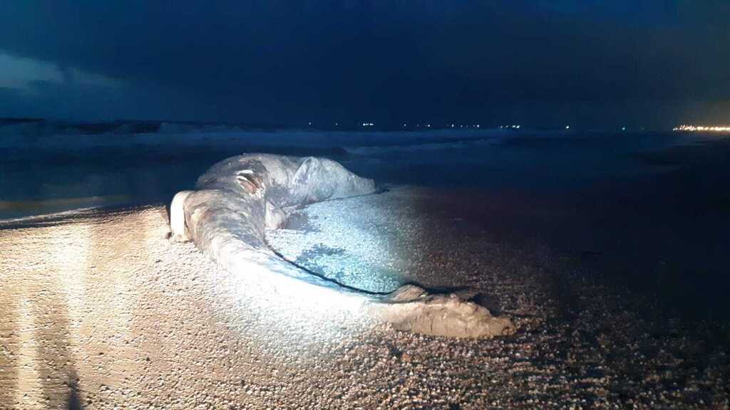The carcass of the whale on the beach
