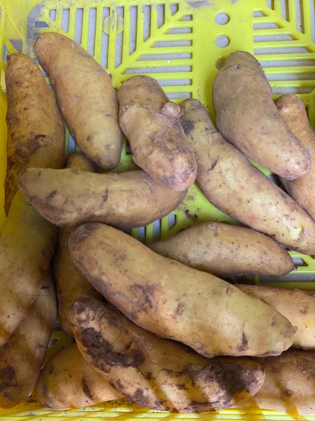 Potatoes - Rata