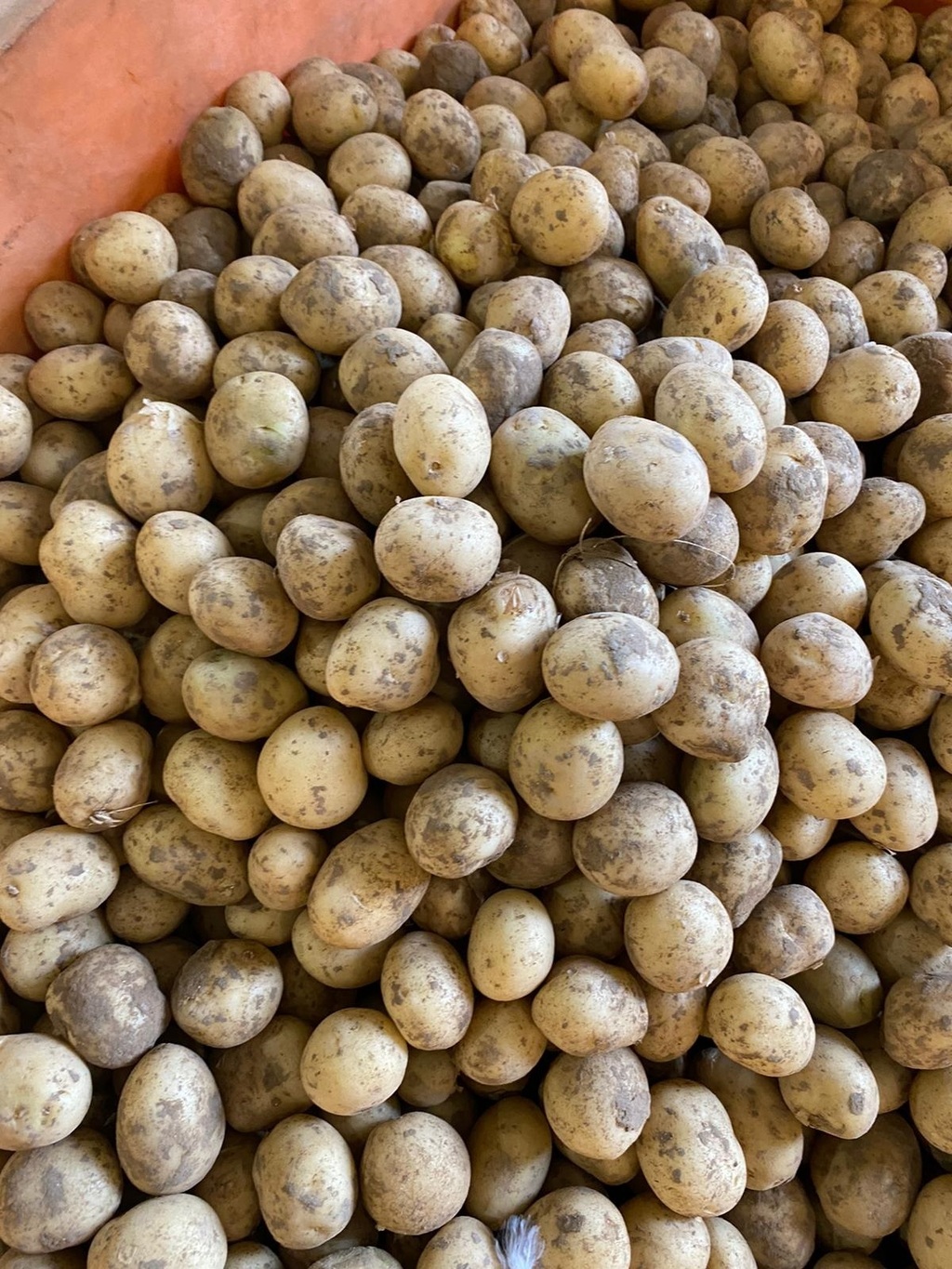 Potatoes - Baby