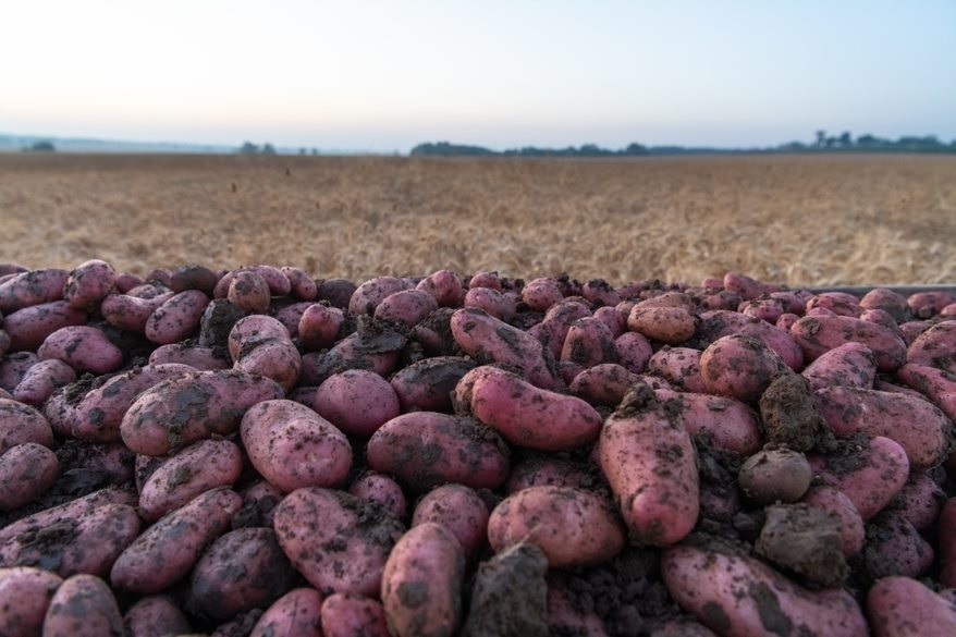 Potatoes - Desire
