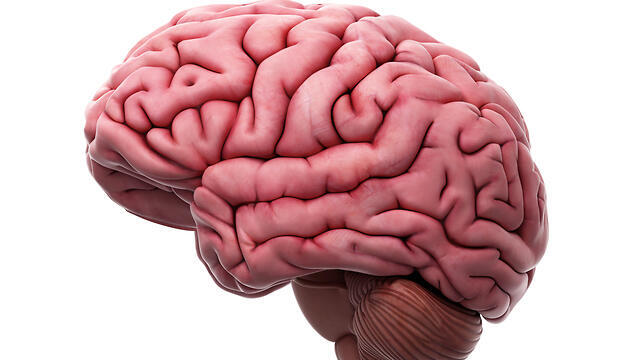 אילוסטרציה: Shutterstock אילוסטרציה: Shutterstock