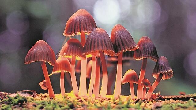צילום: Shutterstock צילום: Shutterstock