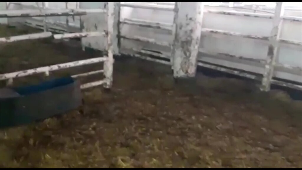 ליקויים באונייה המעבירה משלוחים חיים שהגיעה מרומניה לנמל חיפה