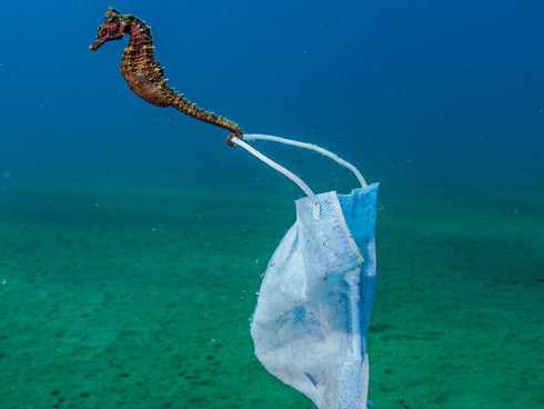 A seahorse clings to a face mask. Stratoni, Greece