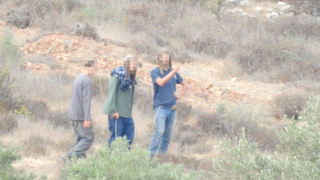 נערים עוקרים עצי זית סמוך לכפר א-סאוייה