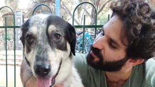 כלב רגיש