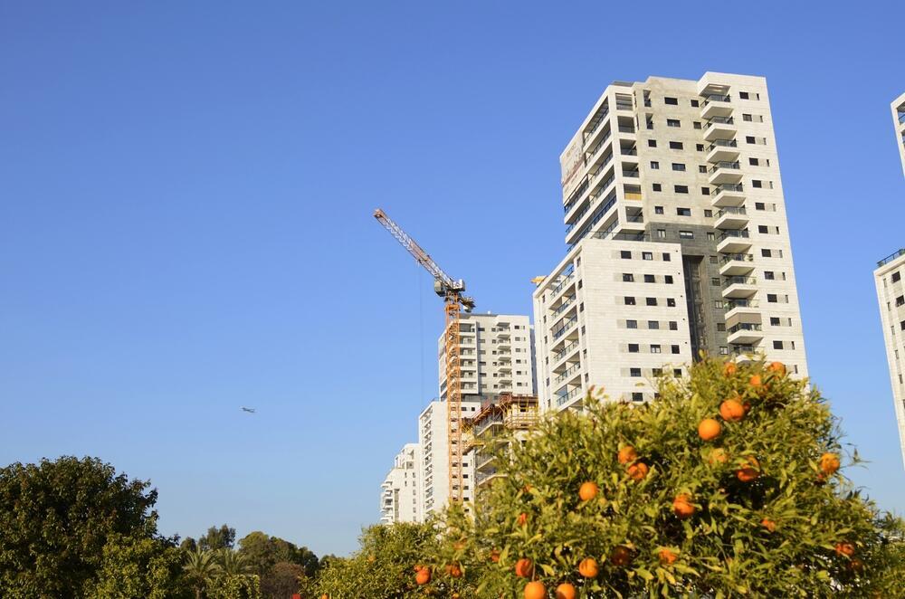 עץ פרי בעיר