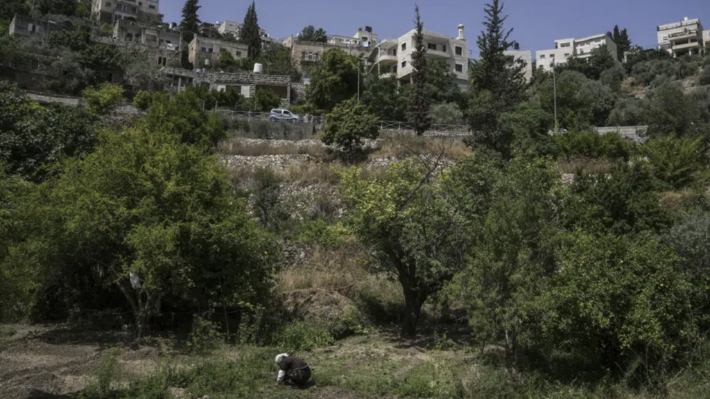 A Palestinian farmer collects herbs in the West Bank village of Battir Sunday, June 4, 2023 (Photo: AP / Mahmoud Illean) A Palestinian farmer collects herbs in the West Bank village of Battir Sunday, June 4, 2023