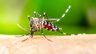 At least 5 contract West Nile Virus in Tel Aviv, 2 seriously ill