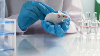 New research discovers 'delicate balance' in brains of humans, mice, fruit flies