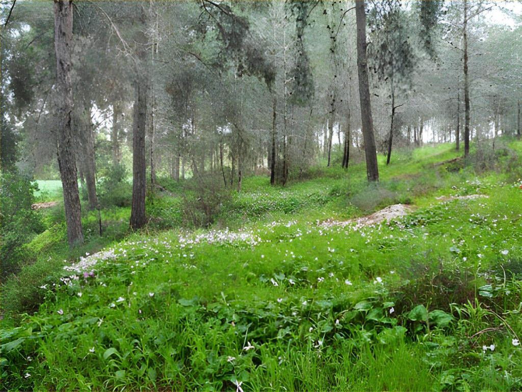 מרבדי הרקפות כבר כאן – אלו המקומות שתוכלו ליהנות מהם