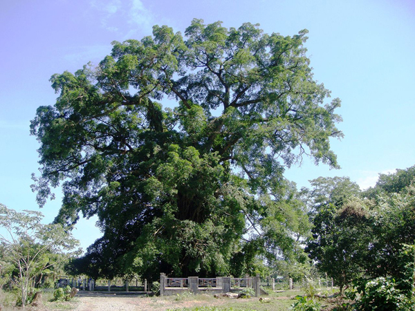 האם זהו עץ הפיקוס הגדול באסיה? באדיבות רמון ולסאקווז