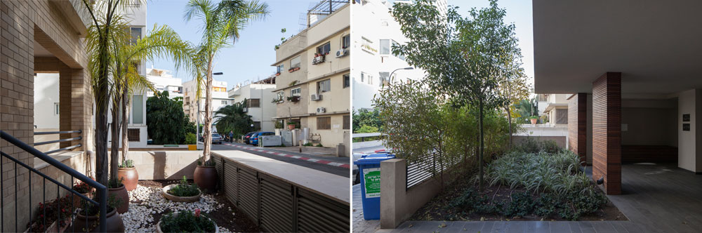 הגינה הטרופית (משמאל) יוצאת בהדרגה מהאופנה, ומתחלפת בגינה ארץ-ישראלית (מימין). גם אדריכלי הנוף חוזרים לעצים מקומיים בפרויקטים גדולים (צילום: אביעד בר נס)