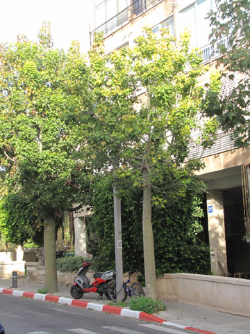 עצי ברכיכיטון אוסטרלי ברחוב אלכסנדר ינאי, ת''א. להיט (צילום: נעמה ריבה)