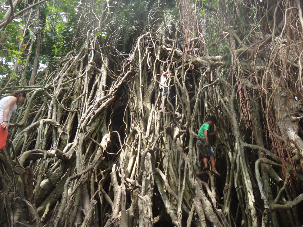 "עץ המילניום". המבקרים יכולים לטפס, לטייל בין השורשים הענקיים ואף להיכנס אל תוככי העץ. השורשים מסתעפים, מתפתלים ומחזיקים את משקלו של העץ האדיר (צילום: Keen Thinking Blog)