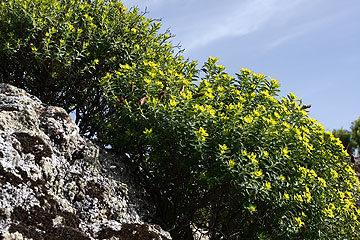 חלבלוב מגובשש בגן לאומי ארבל (צילום: שרה גולד, צמח השדה)