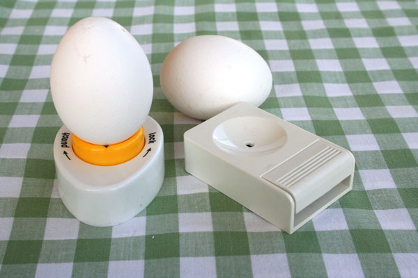 דוקרני ביצים (צילום: אסנת לסטר)