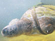 צילום: המרכז להצלת צבי ים, רשות הטבע והגנים