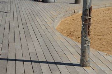 כך נראה העץ בנמל תל אביב. האם בטיילת ישמרו עליו יותר? (צילום: אור אלכסנדרוביץ')