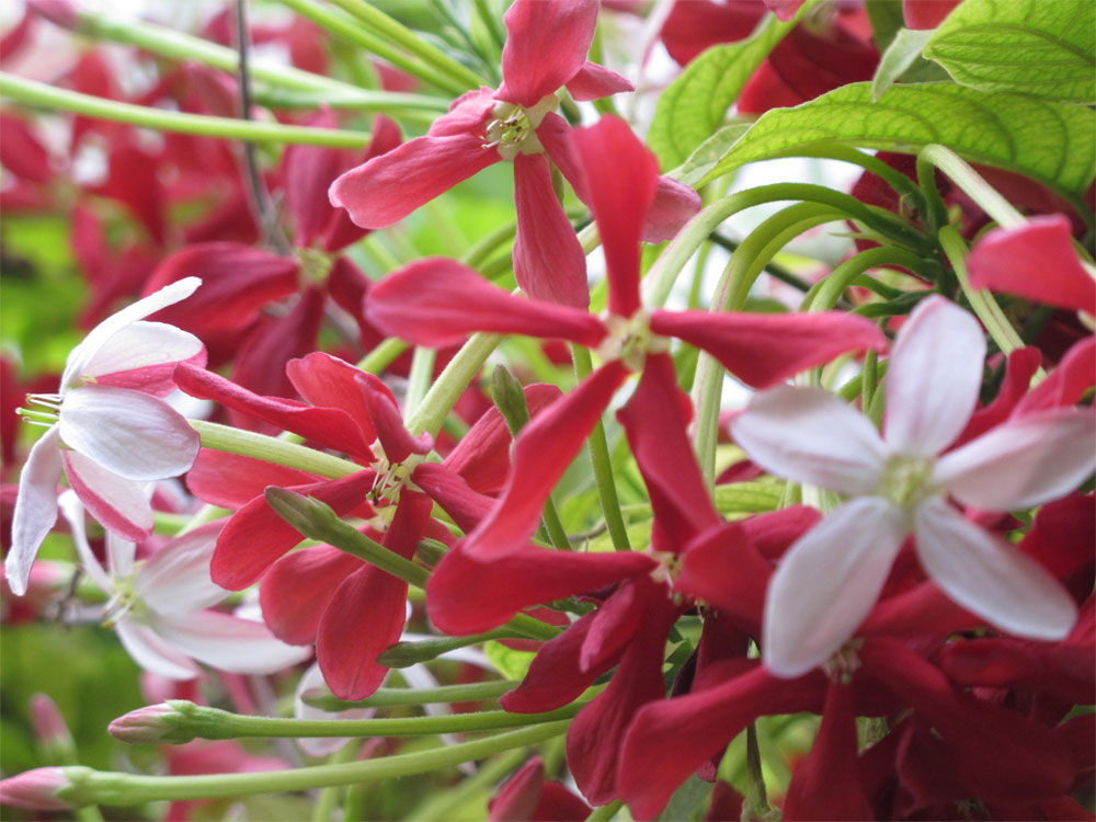 אלמון הודי. ריח משכר ופריחה יפהפה בצבעוניות משתנה (צילום: גלית רודה )