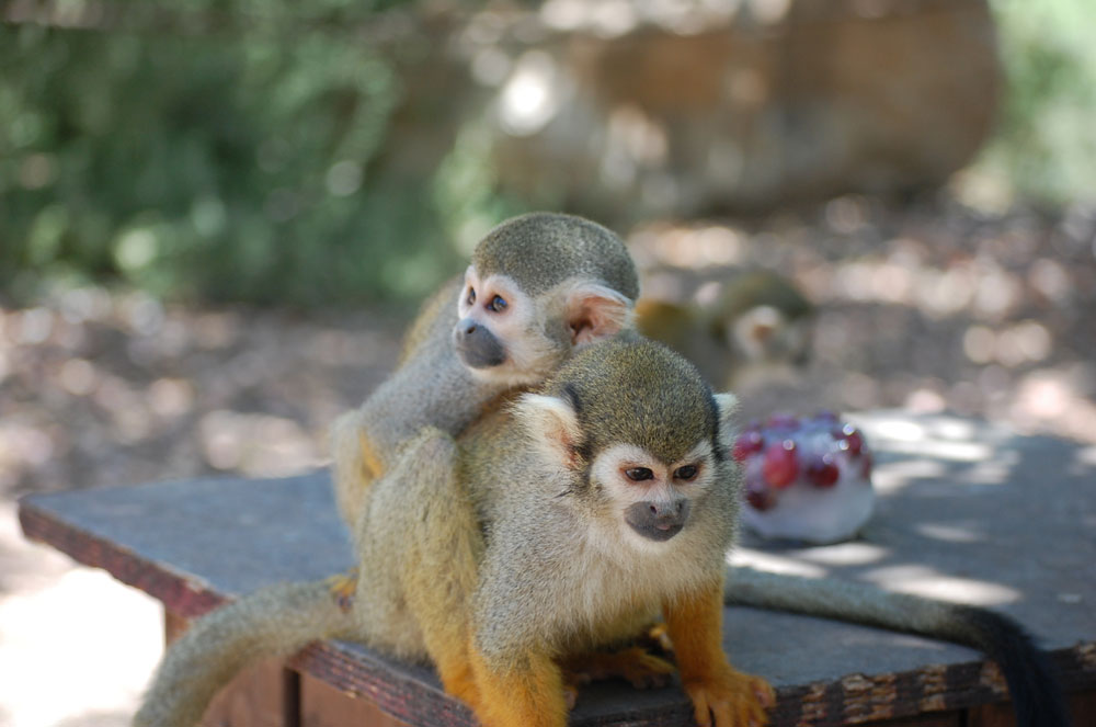 פארק הקופים (צילום: מתן פיליז)